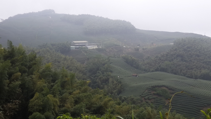 粉嶺族～上山閱讀後到八卦茶園一騎來八卦