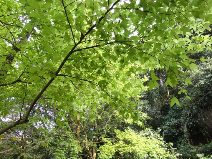 中和中興公園與樂天宮