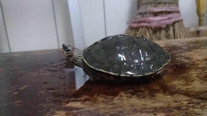 這是什麼烏龜?
