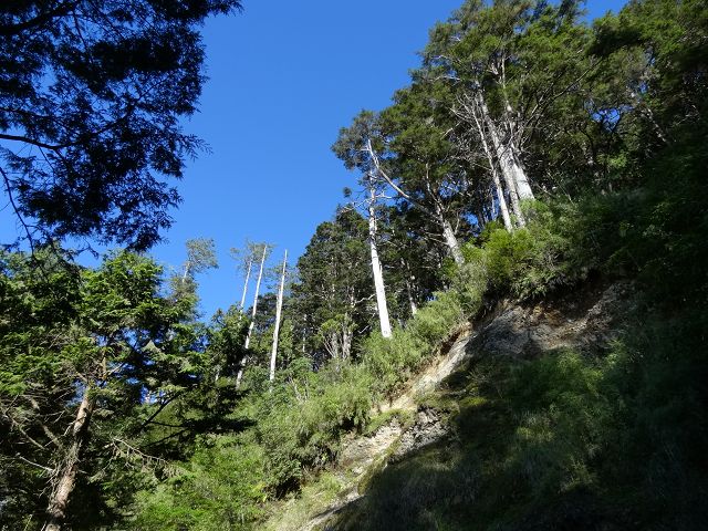 親子旅遊-大雪山森林遊樂區