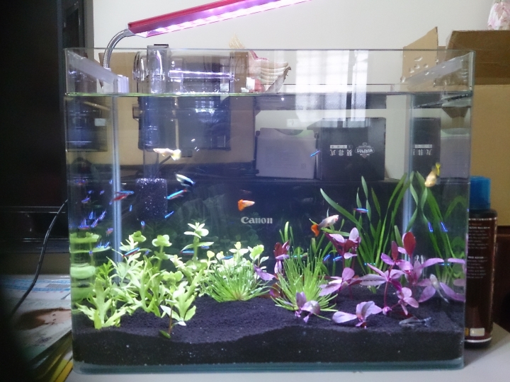 新手養魚 這樣ok嗎