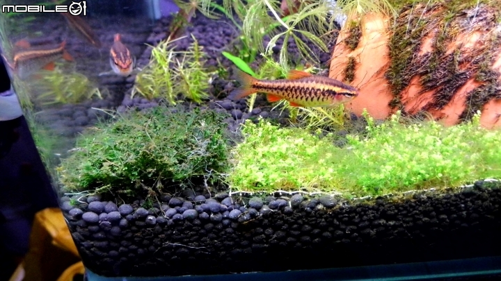 鬥魚夾尾 絲狀澡