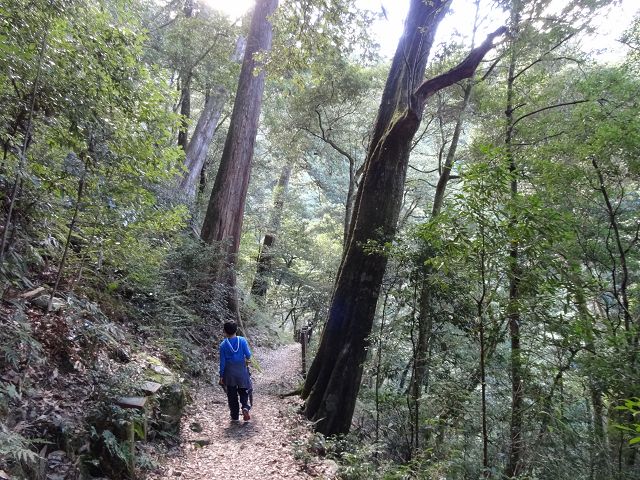 親子旅遊-大雪山森林遊樂區