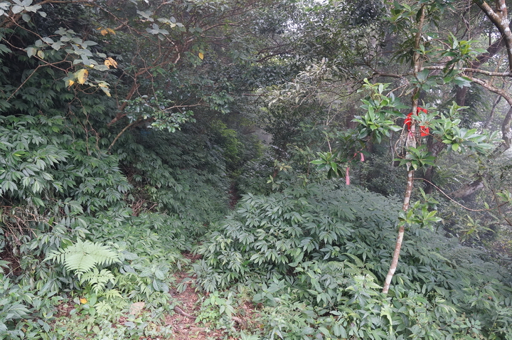 大漢林道行-順登力里山+崁頭窩山+殘念的具馬奴山