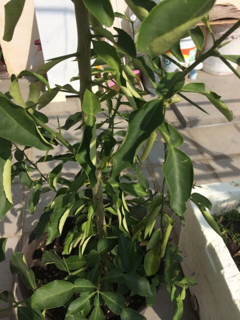 無籽檸檬好像病了