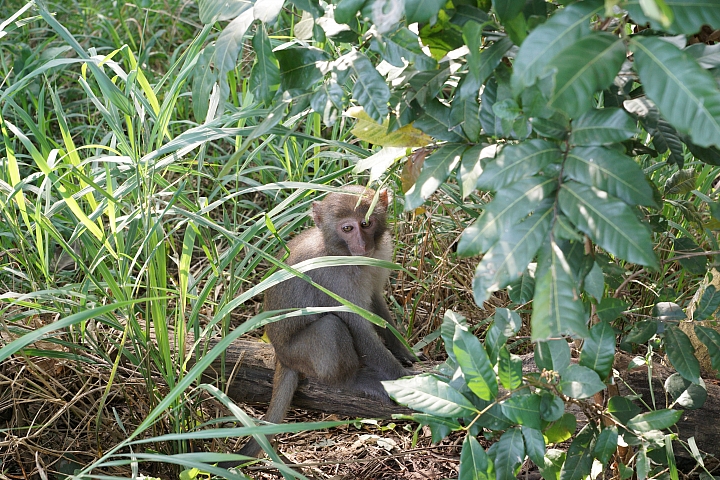 台中後花園-大坑散心[NISSAN SENTRA180 X Energy Saver+ 5000KM輪胎心得分享]