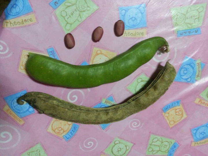這是什麼豆子，這麼大顆