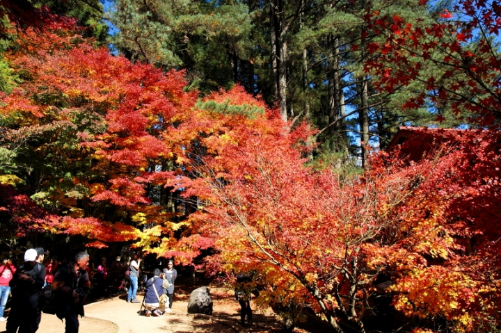 純分享~ 武陵銀杏、福壽楓紅、合歡山景
