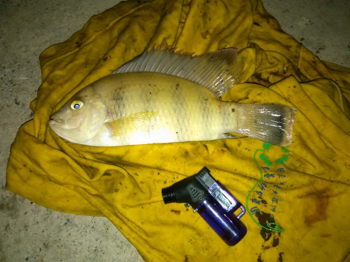 請問這是甚麼魚?