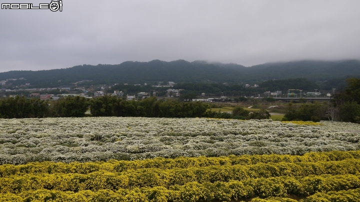 苗栗九湖賞杭菊.九華山禮佛散步遊