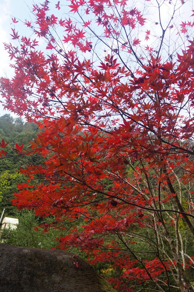 銀杏黃了、楓葉紅了，遊玩南投好時機!!!