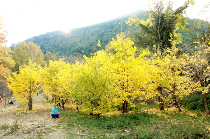 純分享~ 武陵銀杏、福壽楓紅、合歡山景