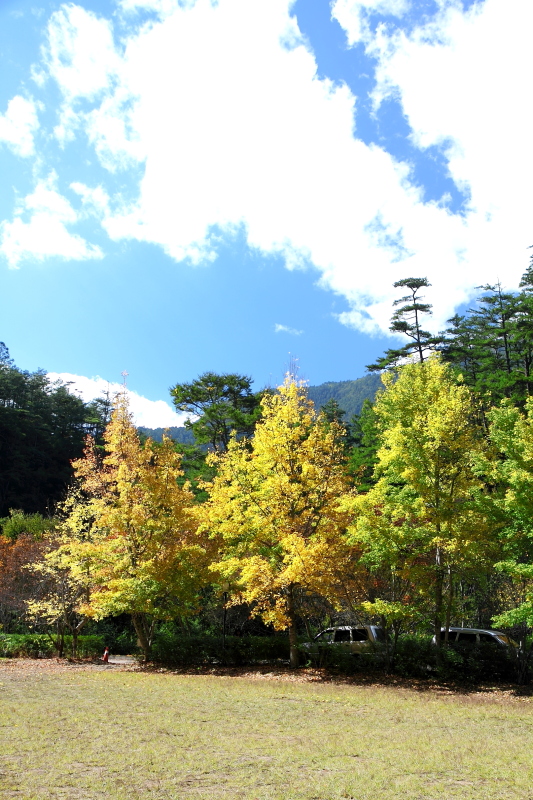 純分享~ 武陵銀杏、福壽楓紅、合歡山景