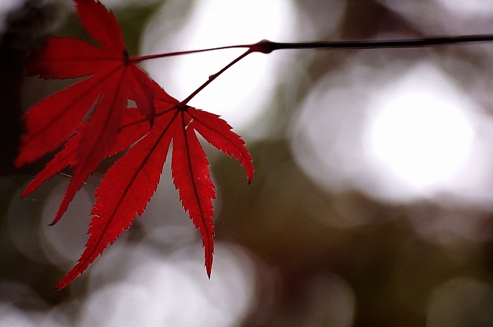 Nex5n 雨中漫遊福壽山