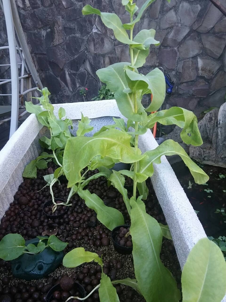 魚菜共生菜要開花有蟲怎解