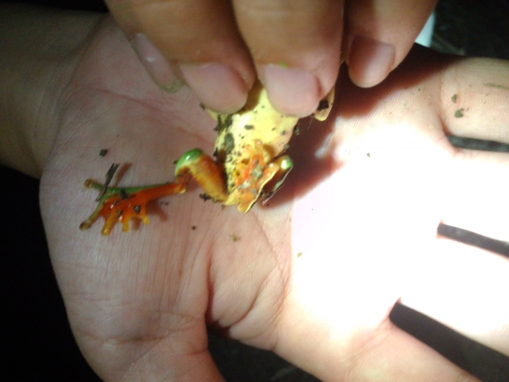 請問有誰知道這是什麼蛙嗎？