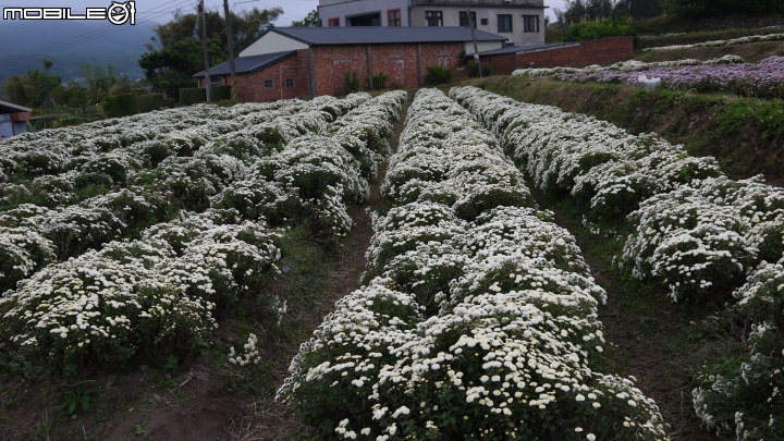 苗栗九湖賞杭菊.九華山禮佛散步遊