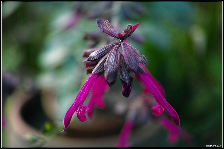 DP3M到紅薔薇庭園餐廳一遊