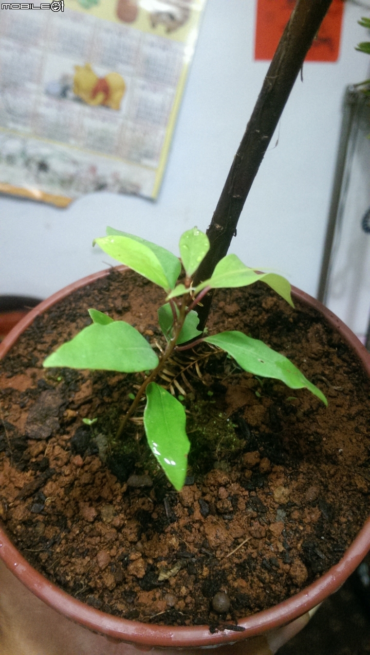 請問我的盆栽怎麼了? 杏花  雞蛋花