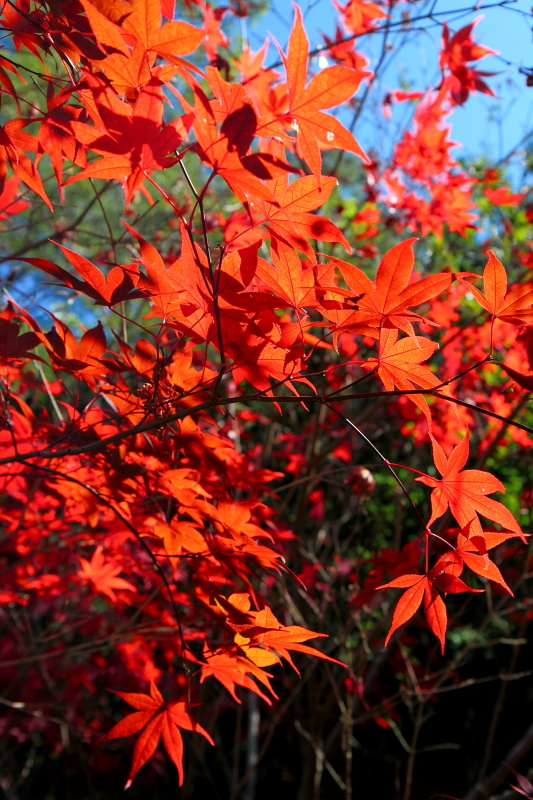 純分享~ 武陵銀杏、福壽楓紅、合歡山景
