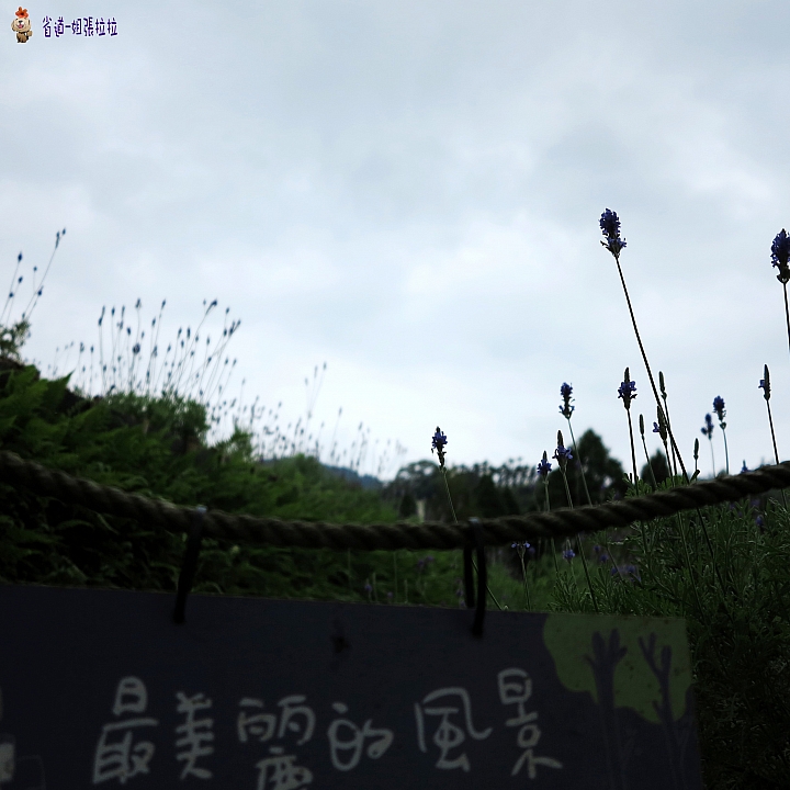 省道一姐微甜旅行，薇甜花海起跑