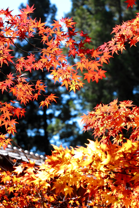 純分享~ 武陵銀杏、福壽楓紅、合歡山景