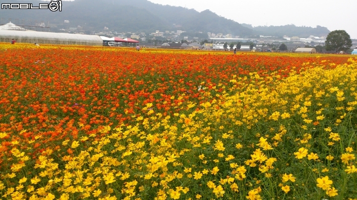 台中新社花海偷窺遊
