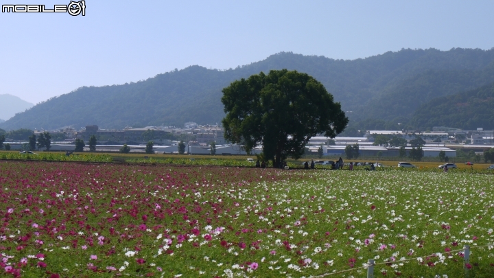 新社花海清晰遊