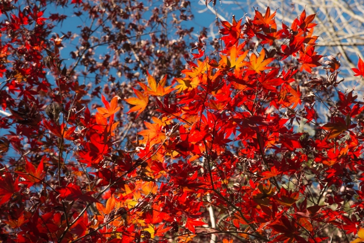 福壽山楓紅103/11/1-d800+24-120mm