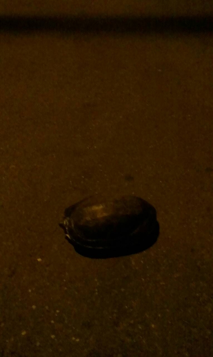 在大馬路撿到烏龜