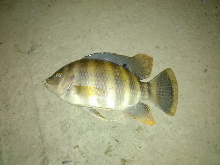 請問這是甚麼魚?