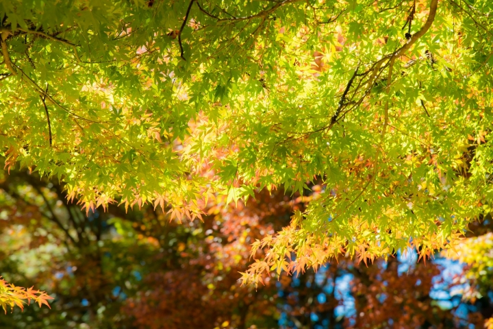 福壽山楓紅103/11/1-d800+24-120mm