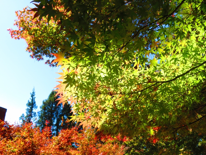 福壽山楓紅