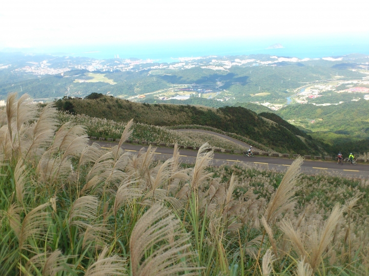 五分山的芒花盛開
