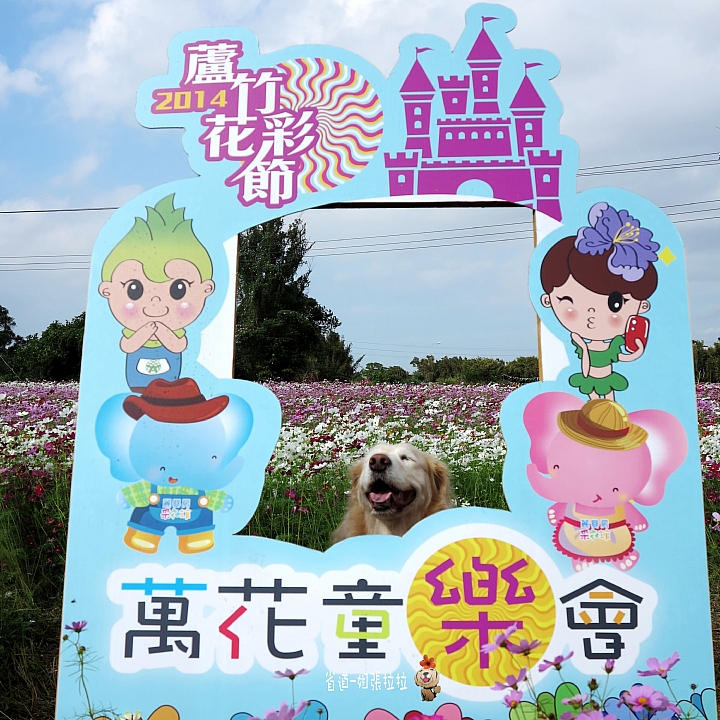 省道一姐微甜旅行，薇甜花海起跑