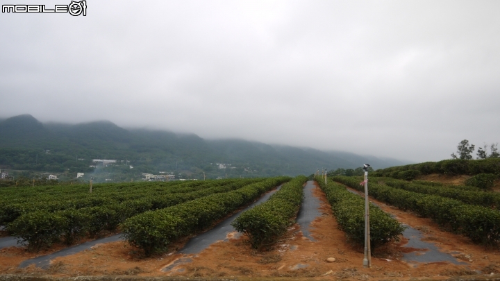 苗栗九湖賞杭菊.九華山禮佛散步遊