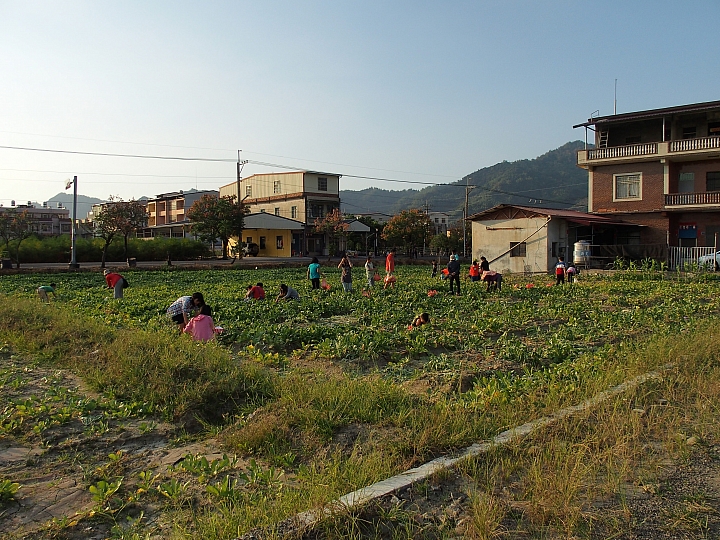 美濃鎮拔蘿蔔、林家民宿、鍾家醃蘿蔔、888粄條，愉快美濃行！