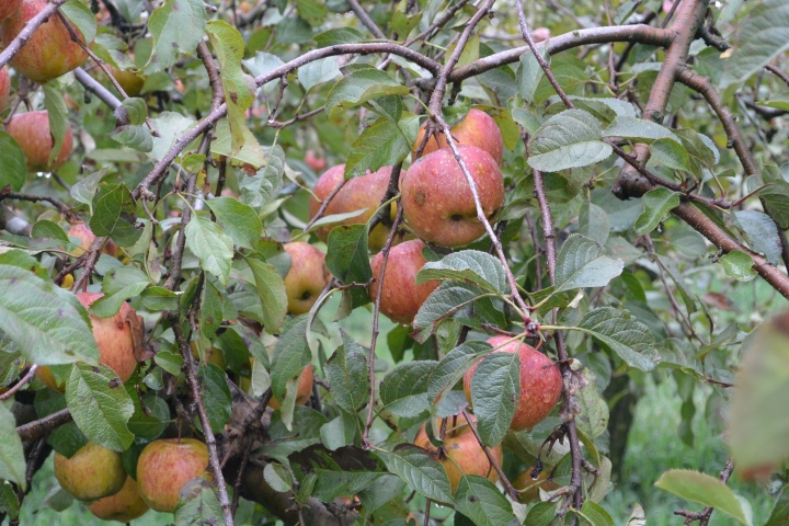 FORD 24小時免費試乘 好友默契出遊去 第二天 福壽山農場至台南