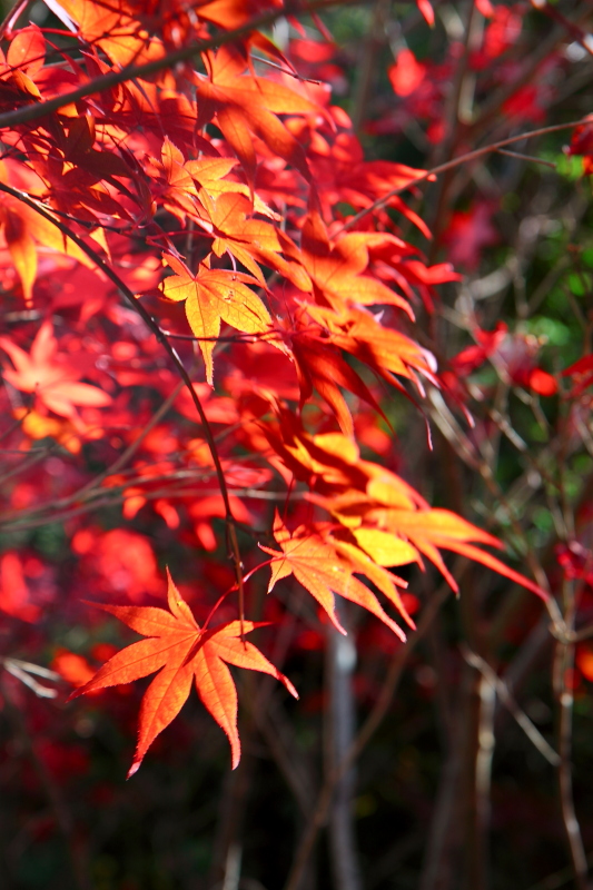 純分享~ 武陵銀杏、福壽楓紅、合歡山景