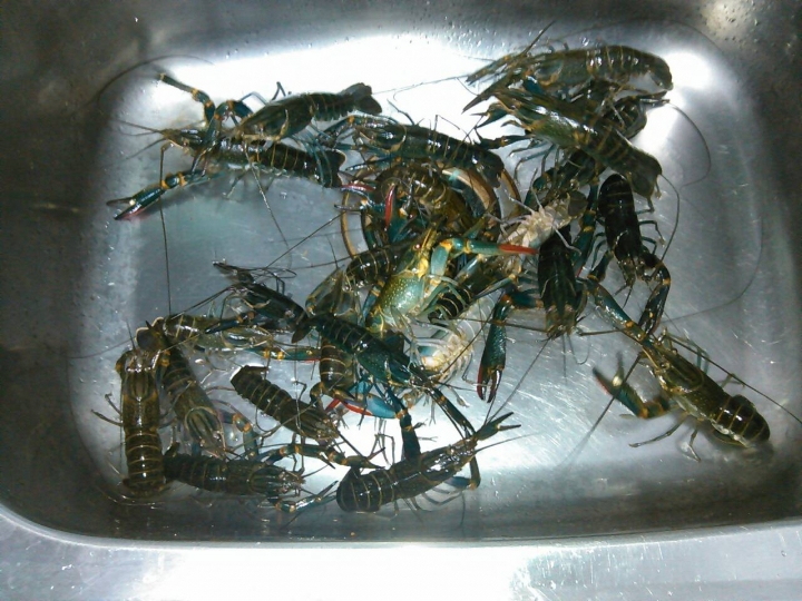 貼補家用：澳洲淡水龍蝦