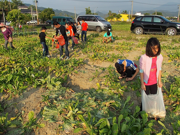 美濃鎮拔蘿蔔、林家民宿、鍾家醃蘿蔔、888粄條，愉快美濃行！