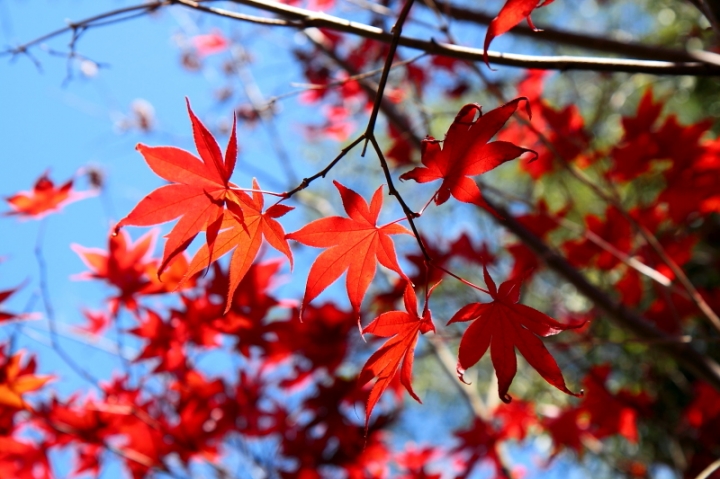 純分享~ 武陵銀杏、福壽楓紅、合歡山景