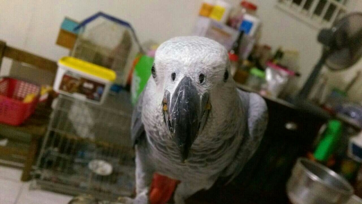 代PO 詢鳥啟事 ~灰鸚鵡不見了