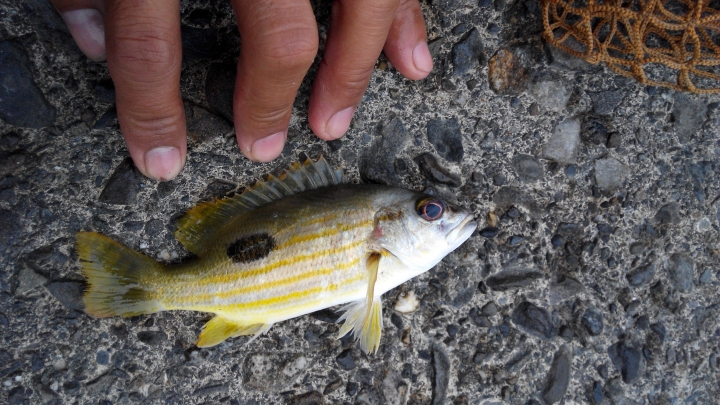 能幫我看看這什麼魚嗎?!