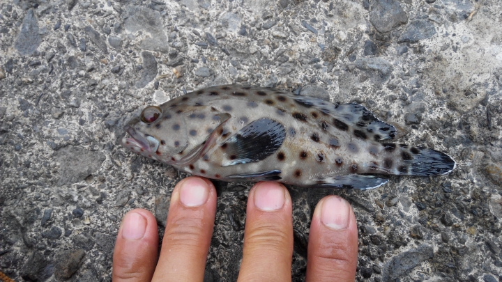 能幫我看看這什麼魚嗎?!