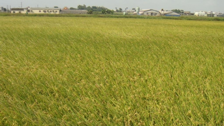 <分享>歡樂虎尾馬-2014虎尾高鐵馬拉松