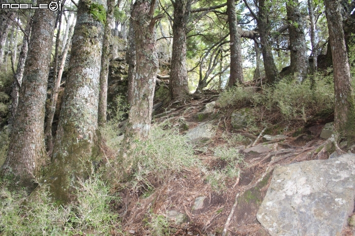2014.11.21-單日攻畢祿山.鋸齒7連峰.羊頭山.12hr.天氣優