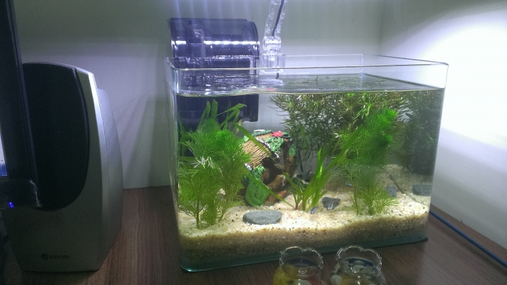 請教小缸飼養紅蓮燈的一些問題