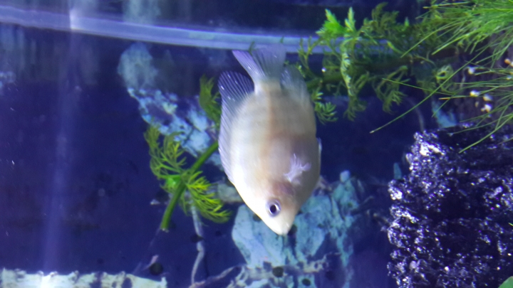 魚身上有白點!!!!