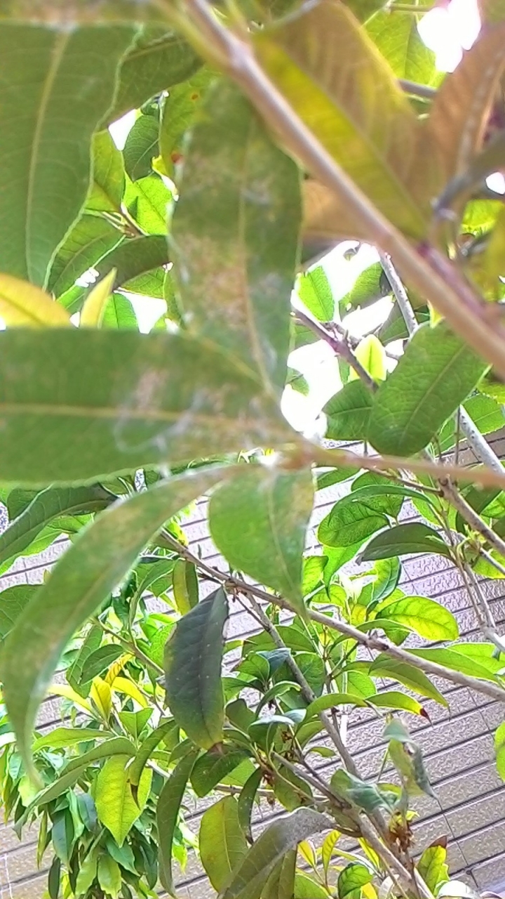 桂花的問題